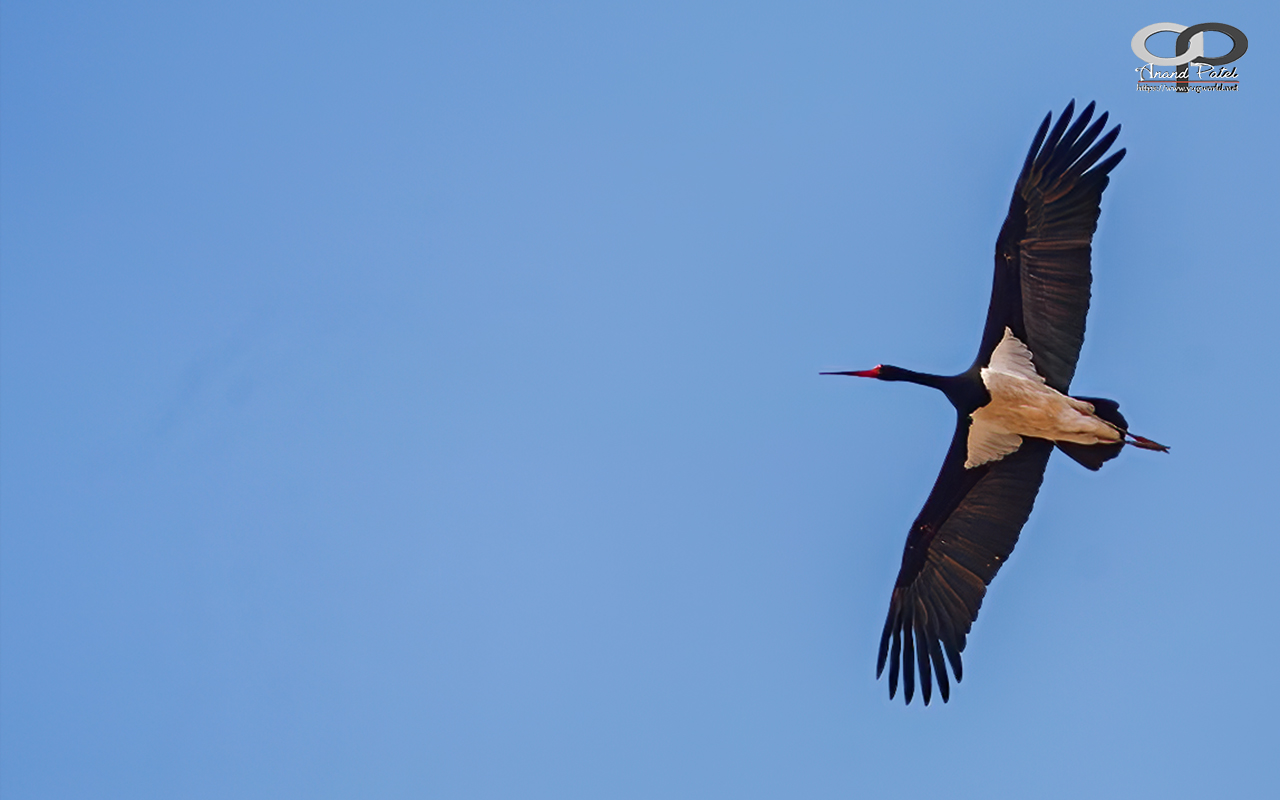 Black Stork